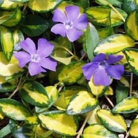 Vinca major Illumination- kapmirte